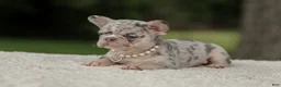 French Bulldog dogs for sale: Digger - Ad 3
