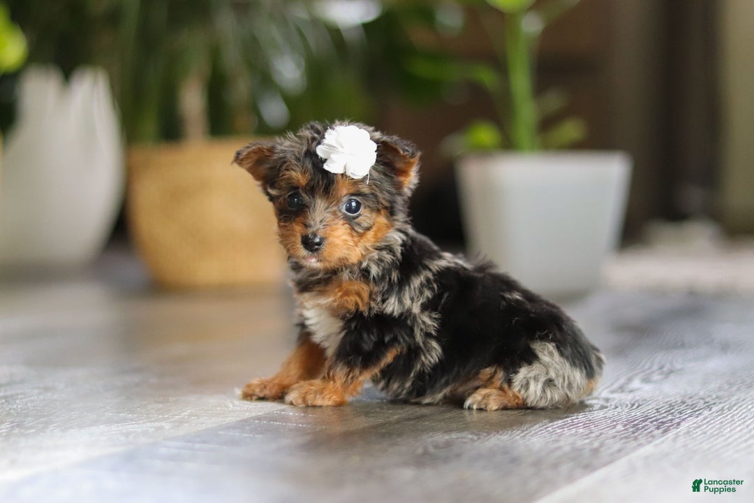Yorkiepoo dogs for sale: J'adore - Ad 5