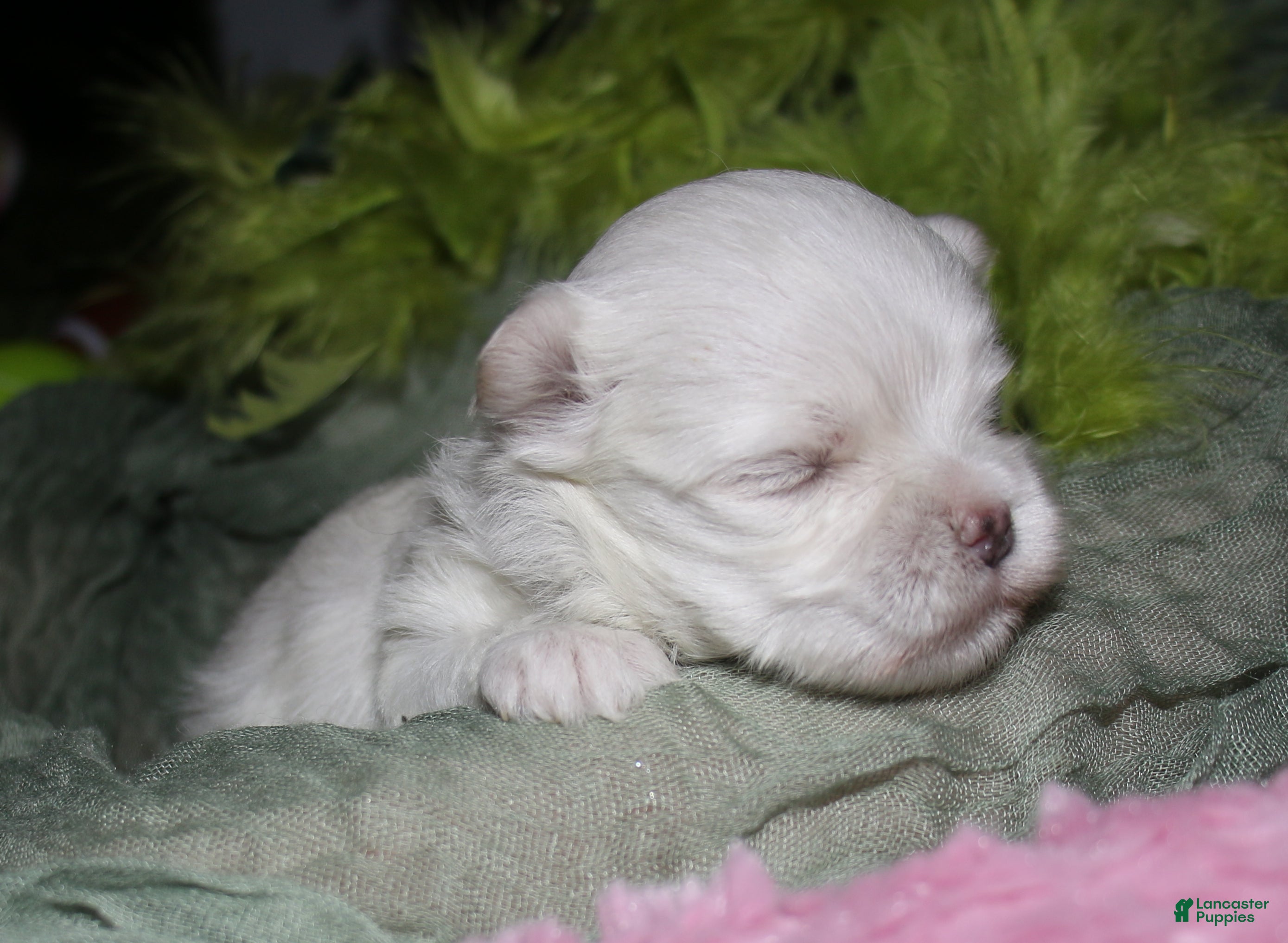 Maltese dogs for sale: Myrtle - Ad 1