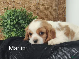 Cavalier King Charles Spaniel dogs for sale: Marlin - Ad 2