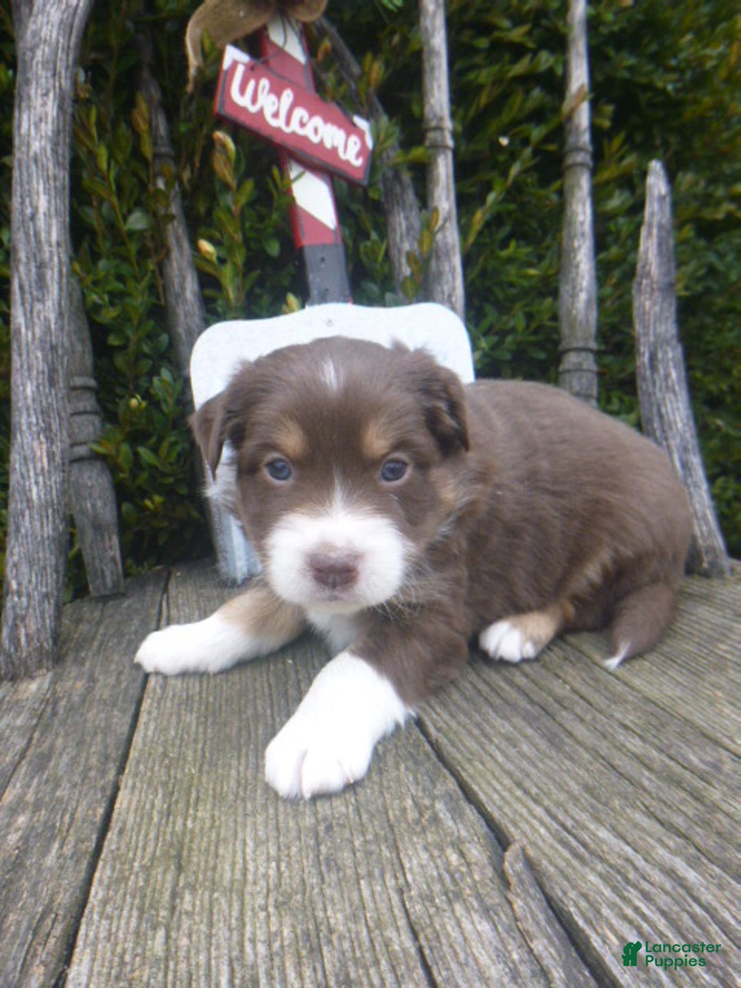 Miniature Australian Shepherd dogs for sale: Nikki - Ad 5