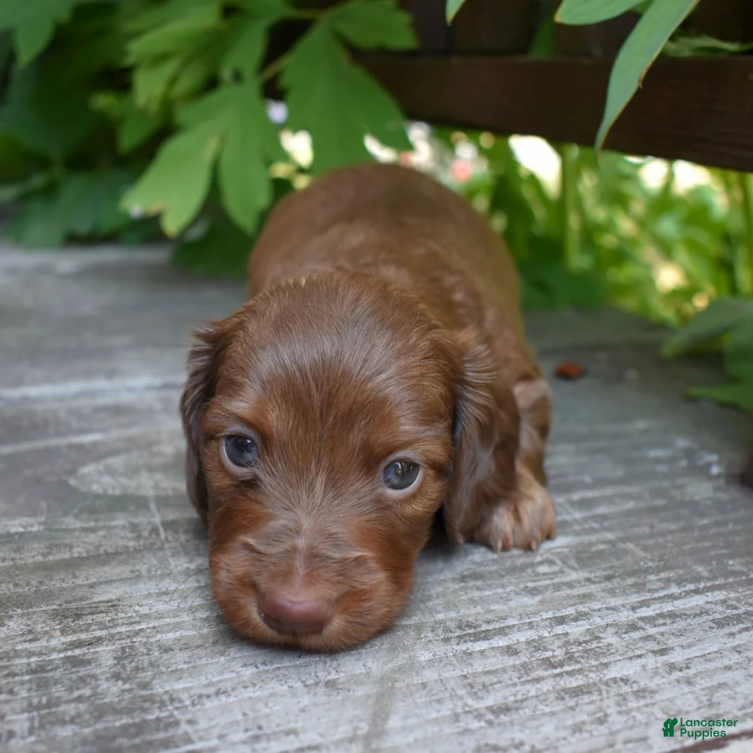 Miniature Dachshund dogs for sale: Pauli - Ad 2