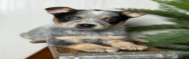 Australian Cattle Dog Puppy 3