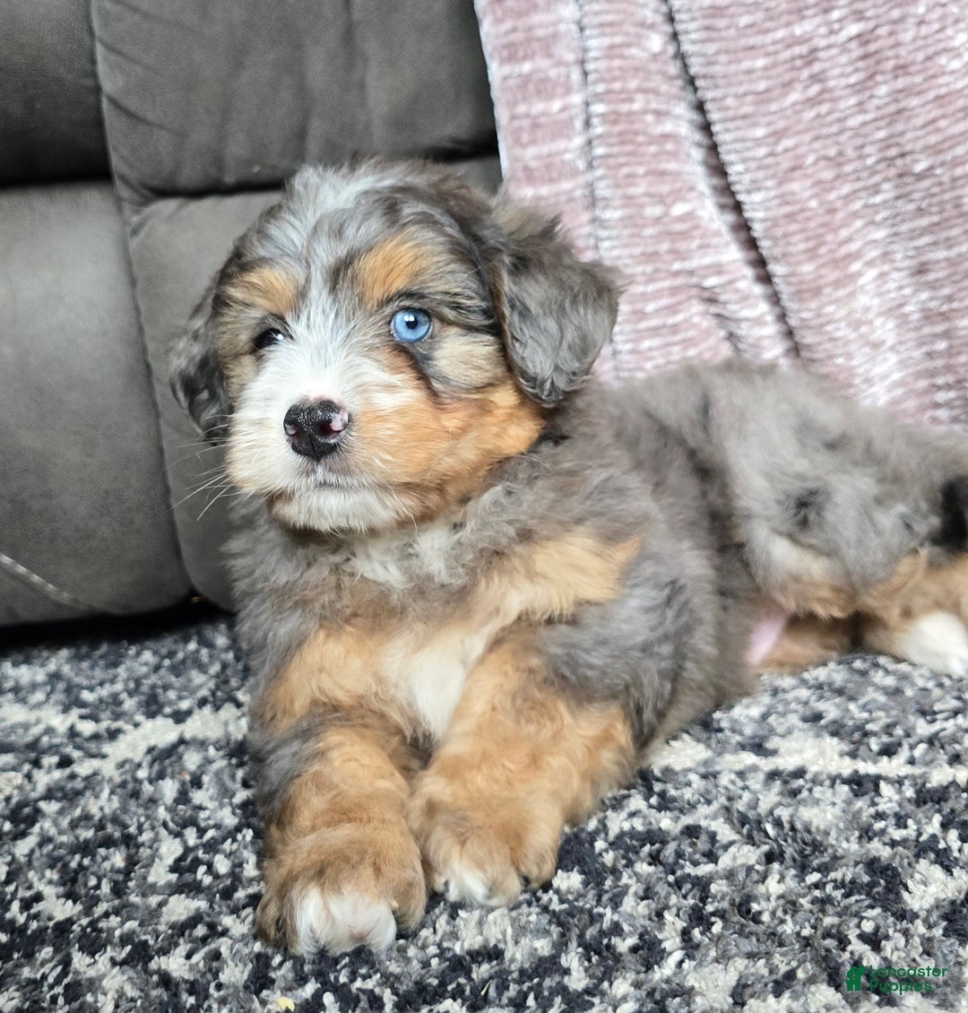 Mini Bernedoodle dogs for sale: Mini Watts - Ad 28