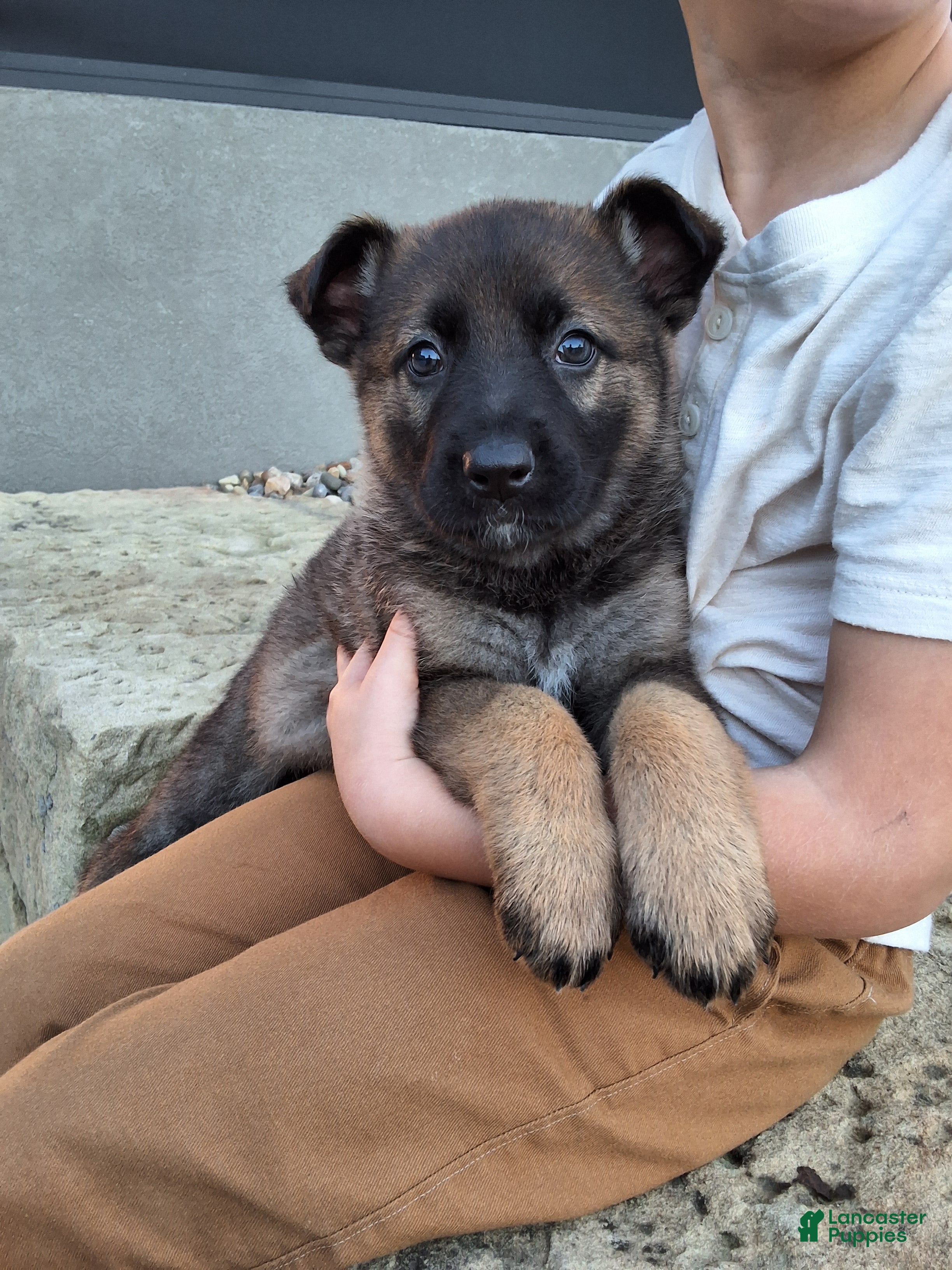 German Shepherd dogs Lily - Ad 1