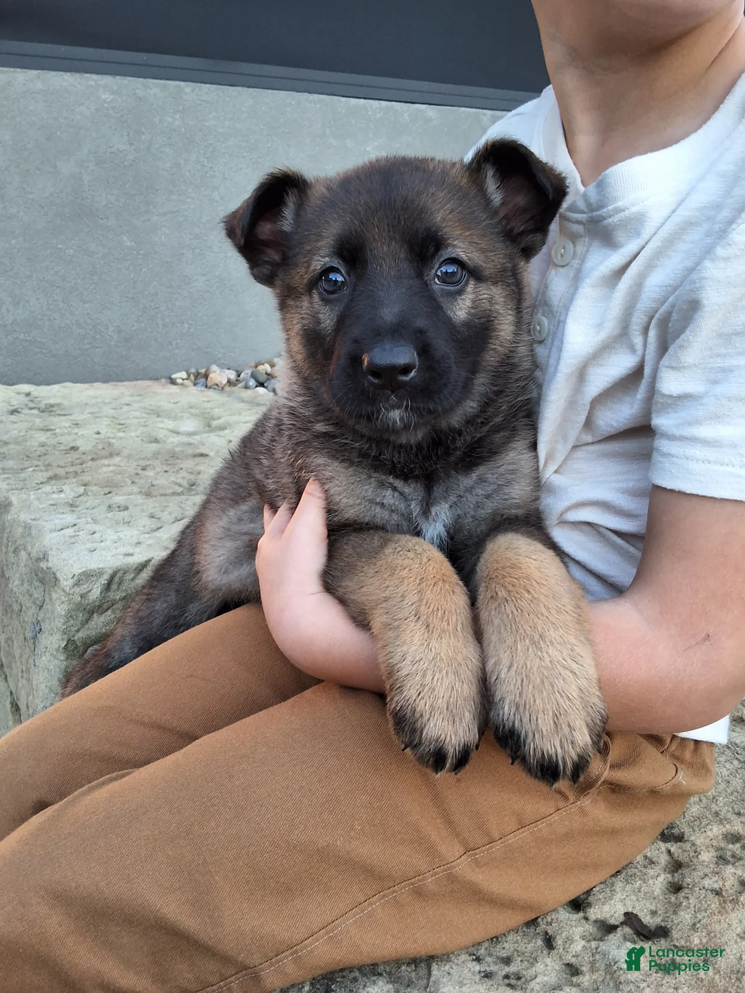 German Shepherd dogs for sale: Lily - Ad 1