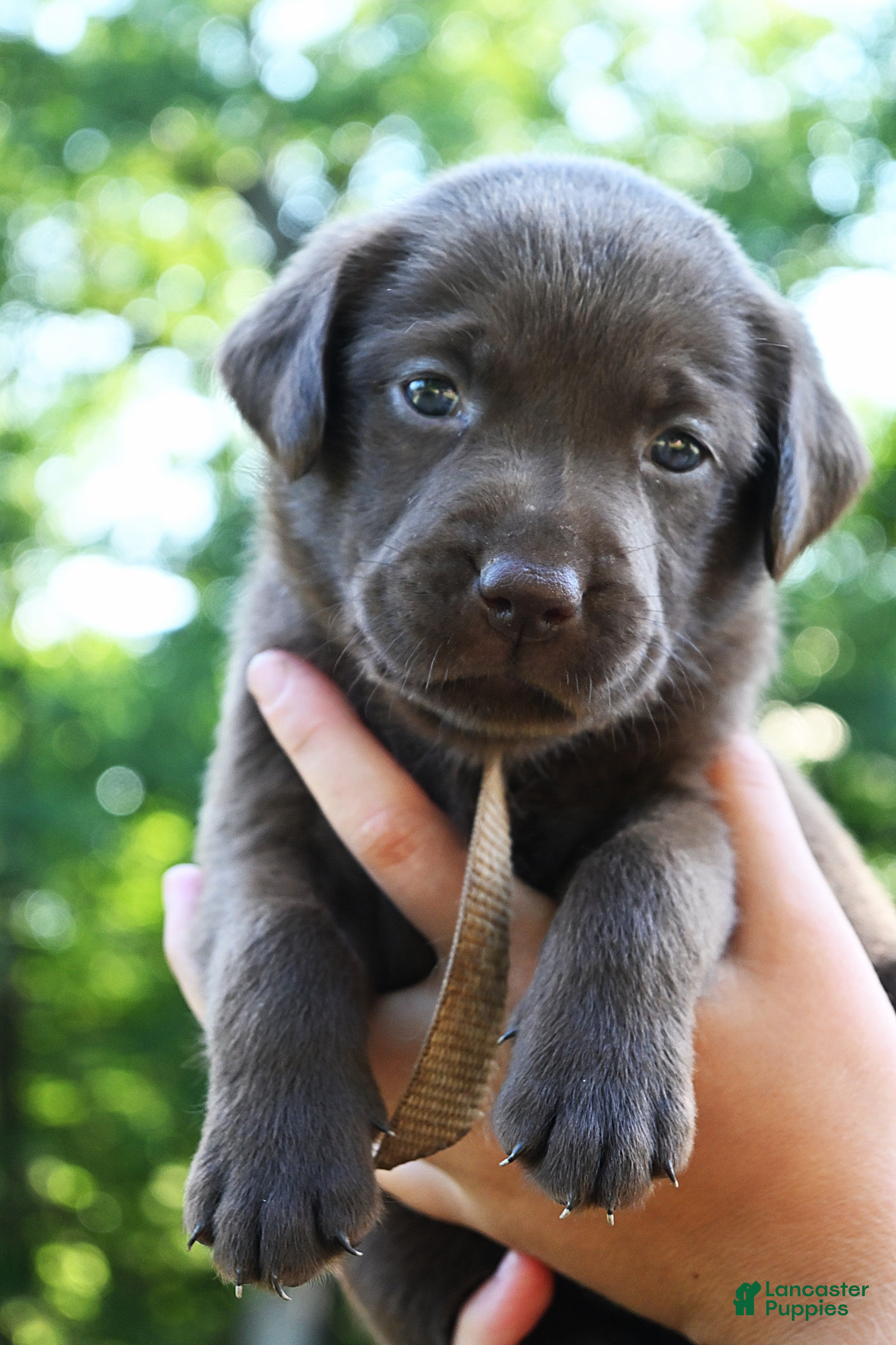 Labrador Retriever dogs Tan Collar (Chocolate) - Ad 1