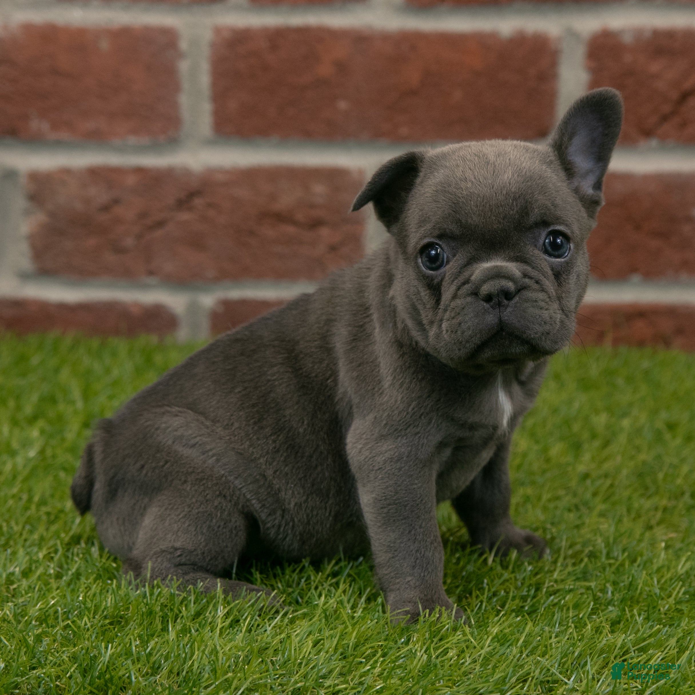 French Bulldog dogs Sadie - Ad 8