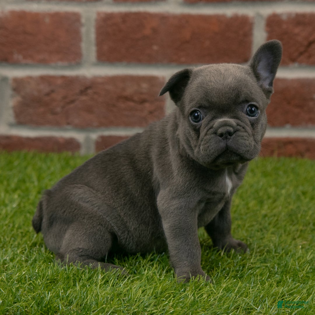 French Bulldog dogs for sale: Sadie - Ad 1