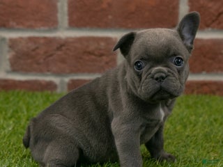 French Bulldog dogs Sadie - Ad 5