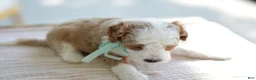Mini Goldendoodle dogs for sale: December - Ad 6