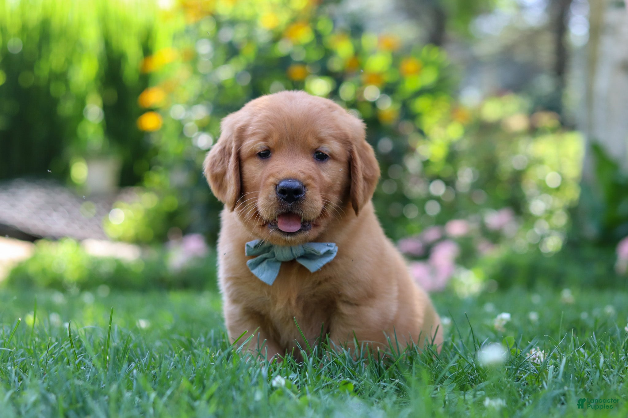 Golden Retriever dogs Hudson - Ad 2