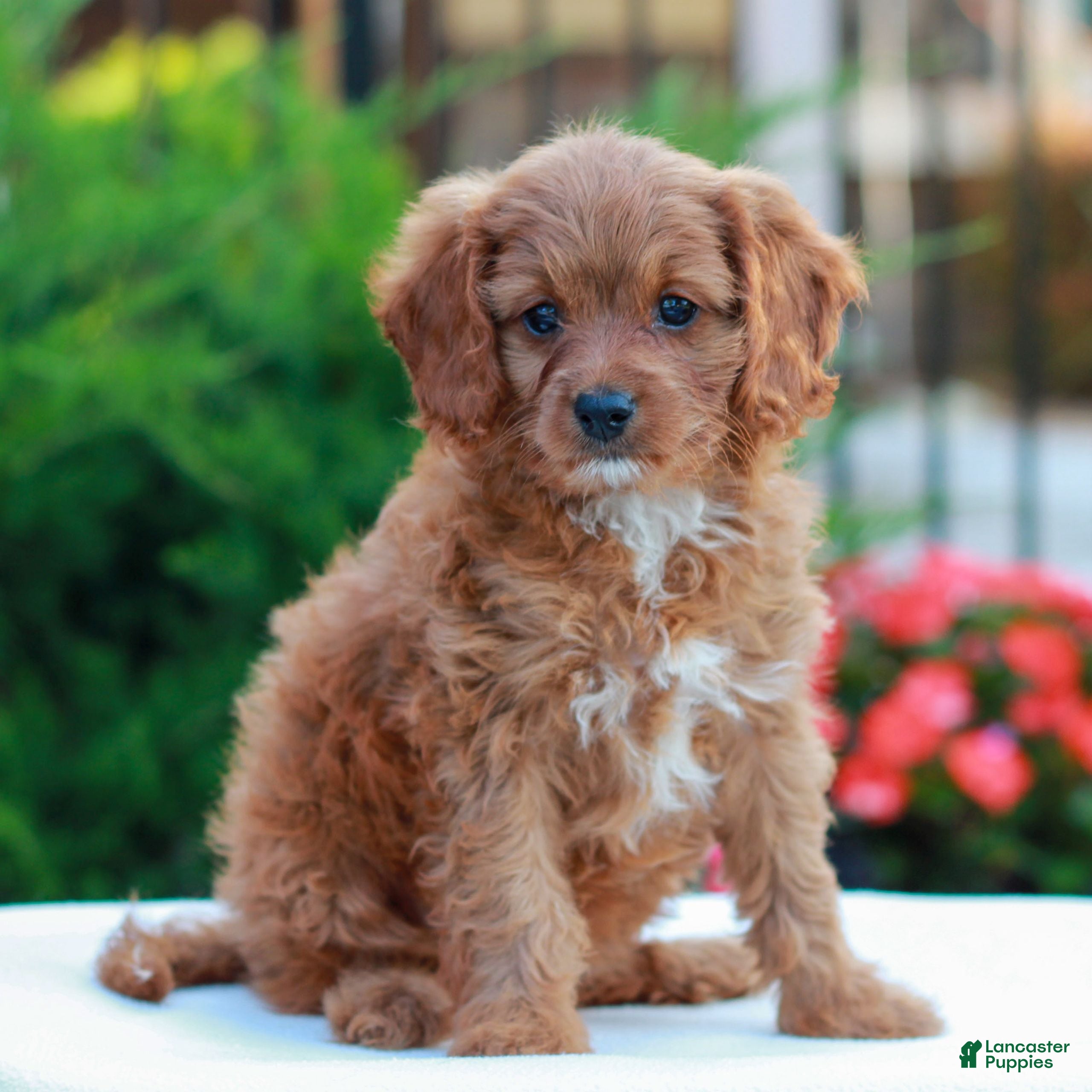 Cavapoo dogs Hope  - Ad 1
