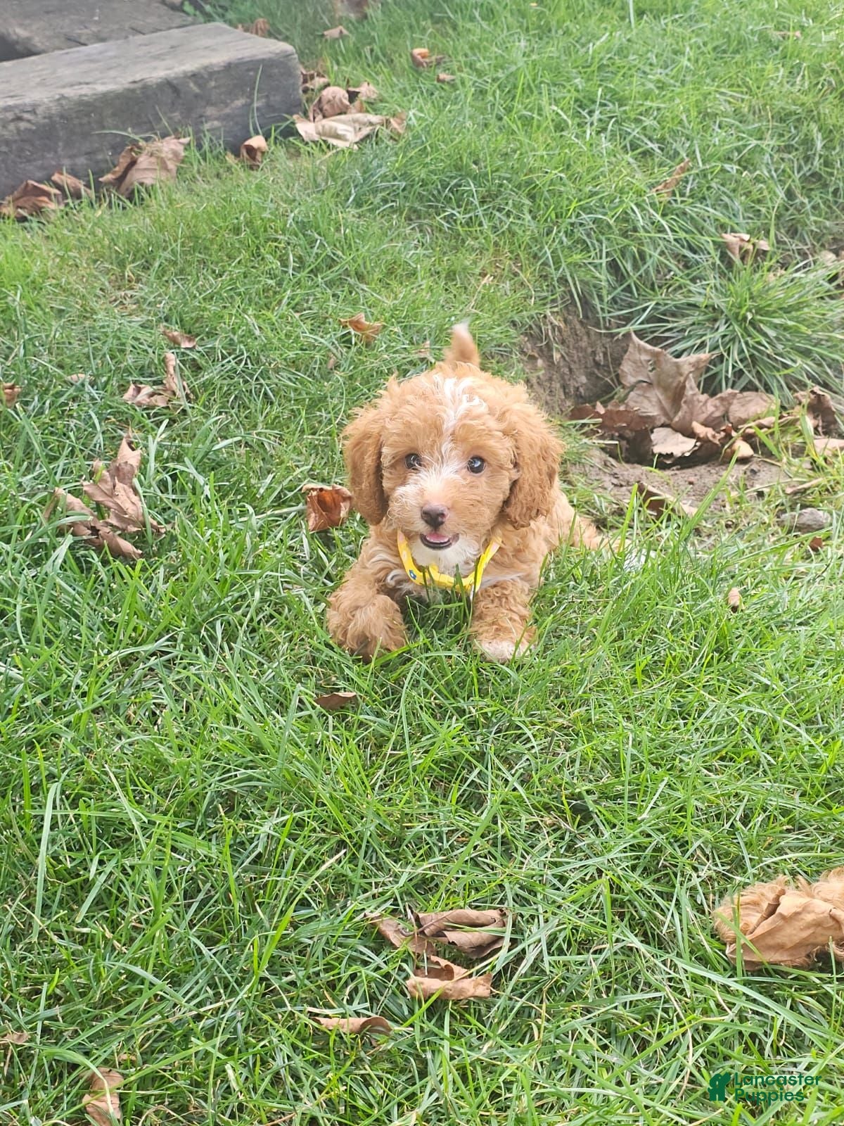 Miniature Poodle dogs Daisy- Potty and Crate Training/Parents Health Tested - Ad 2