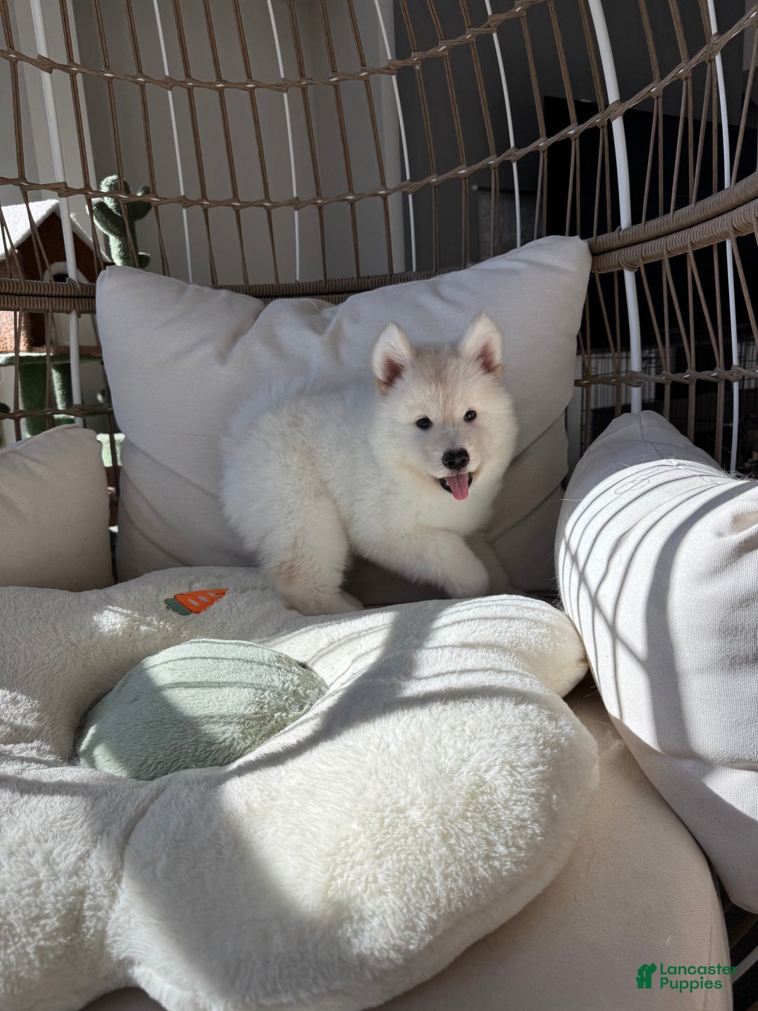 Alaskan Malamute dogs for sale: Xi Xi - Ad 5