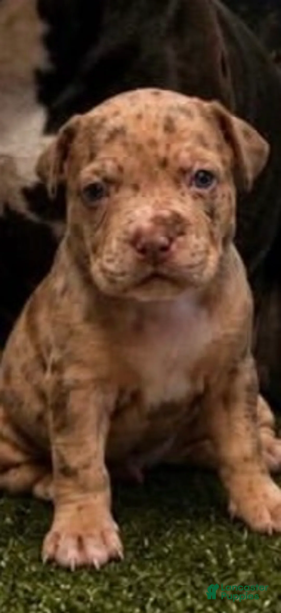 American Bully dogs for sale: Vixen 4K 0B0 - Ad 1