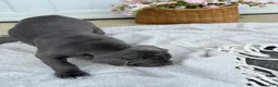 Cane Corso dogs for sale: Baron - Ad 14