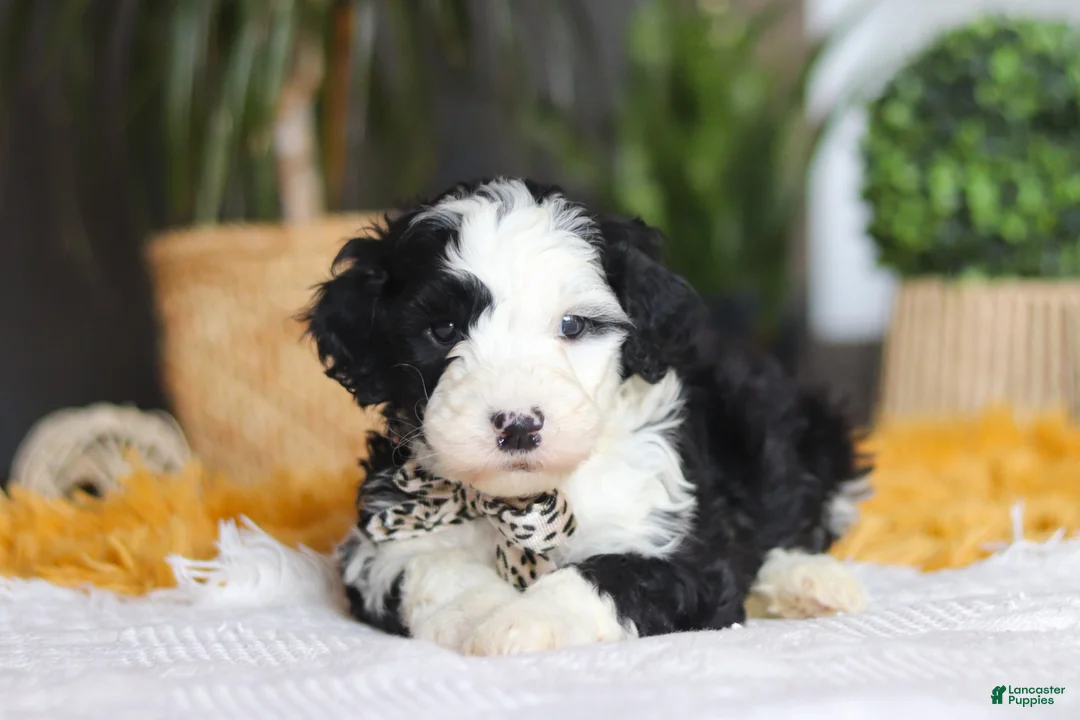 Sheepadoodle dogs for sale: Cotton Tail - Ad 3