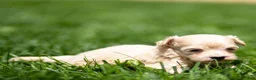 Maltipoo dogs for sale: Nacho Maltipoo Puppy  - Ad 8