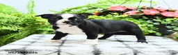 Boston Terrier dogs for sale: Layla - Ad 2