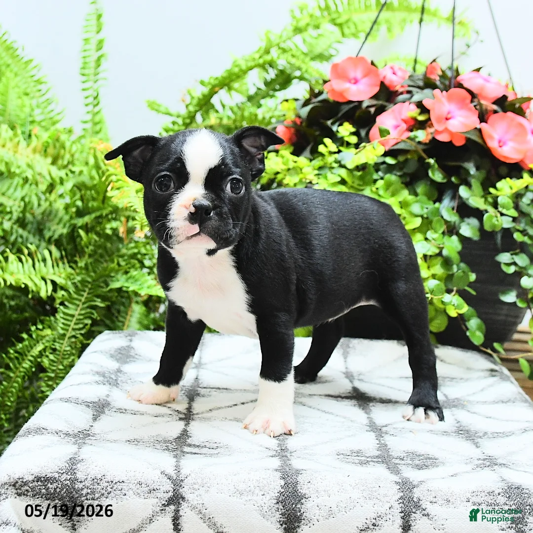 Boston Terrier dogs for sale: Layla - Ad 2