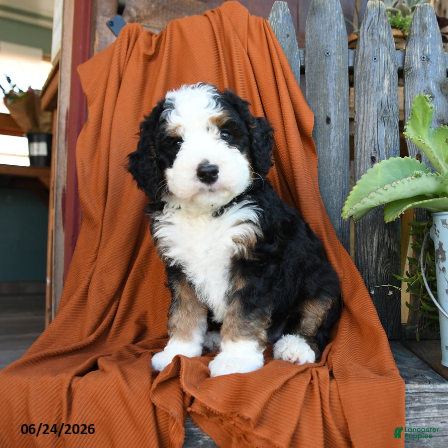 Bernedoodle dogs Quincy - Ad 1