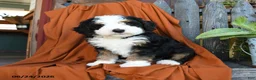 Bernedoodle dogs for sale: Quincy - Ad 1
