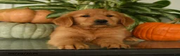 Labrador Retriever dogs for sale: Griffin - Ad 3