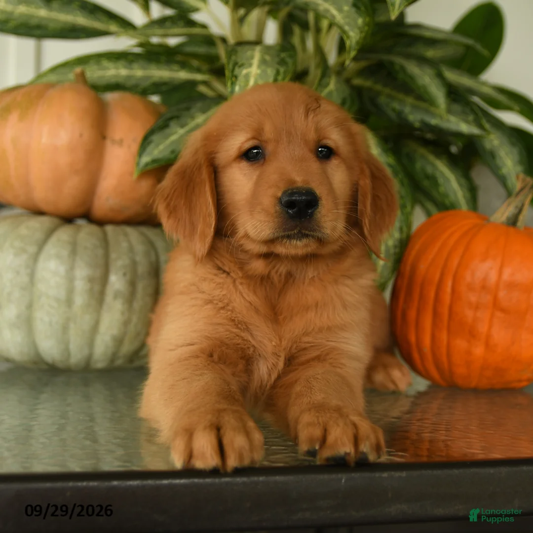 Labrador Retriever dogs for sale: Griffin - Ad 3