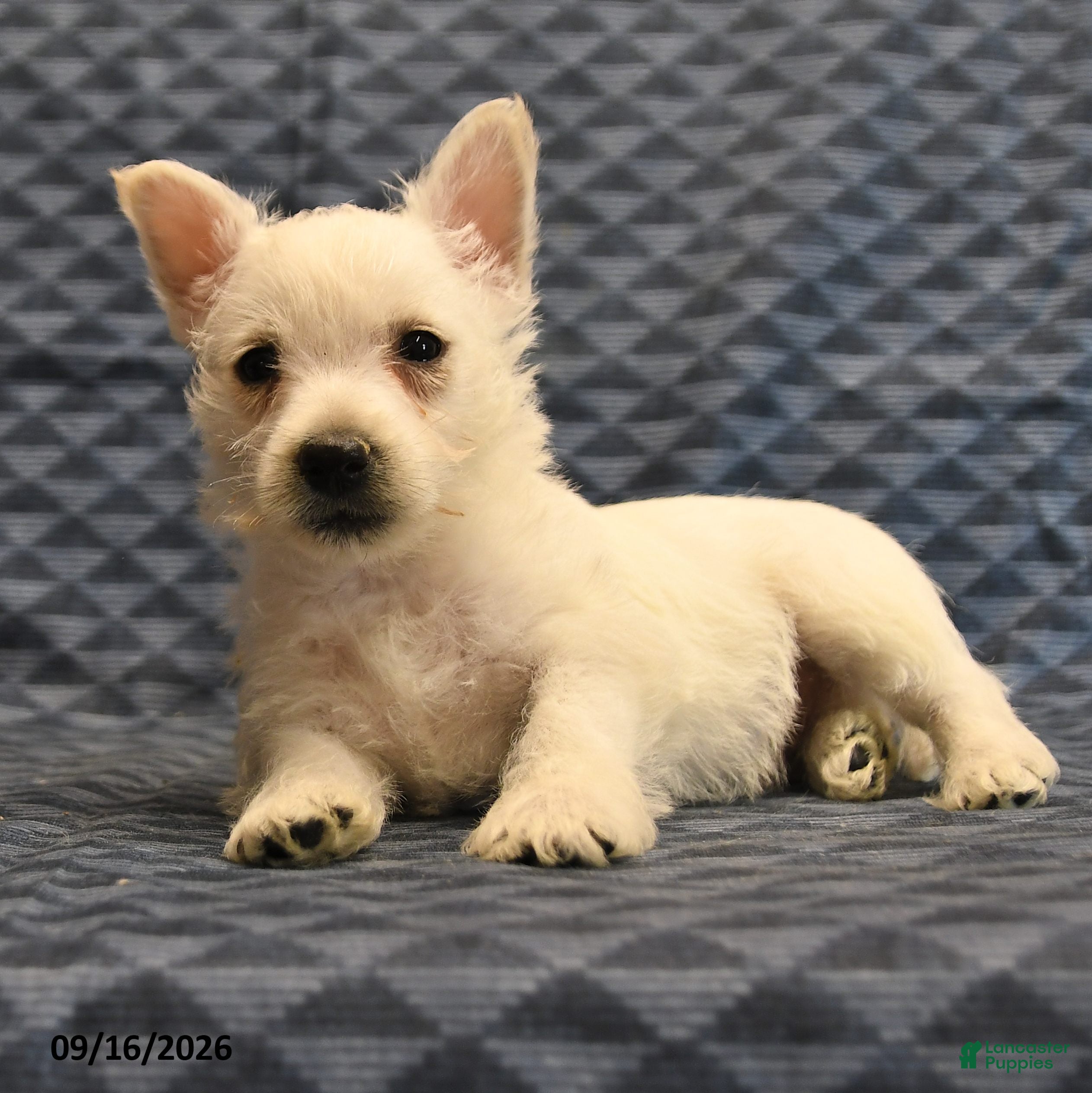 West Highland Terrier dogs Nick  - Ad 2