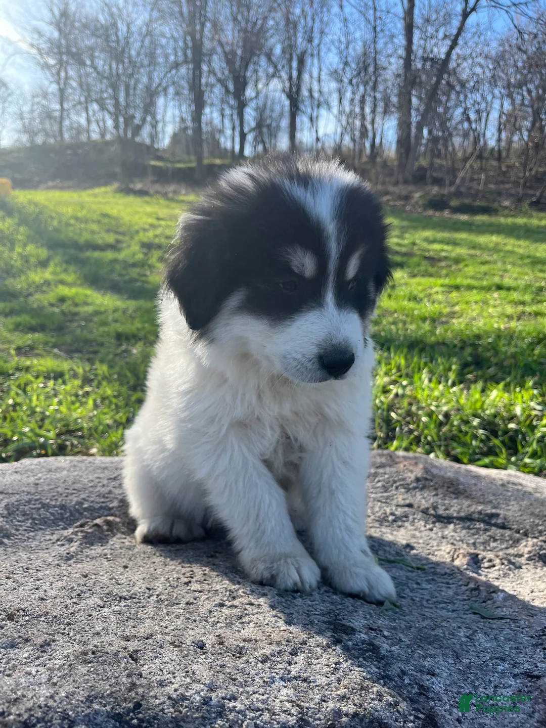 Great Pyrenees dogs for sale:  Leefy - Ad 1
