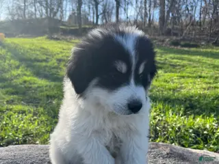 Great Pyrenees dogs Leefy - Ad 17