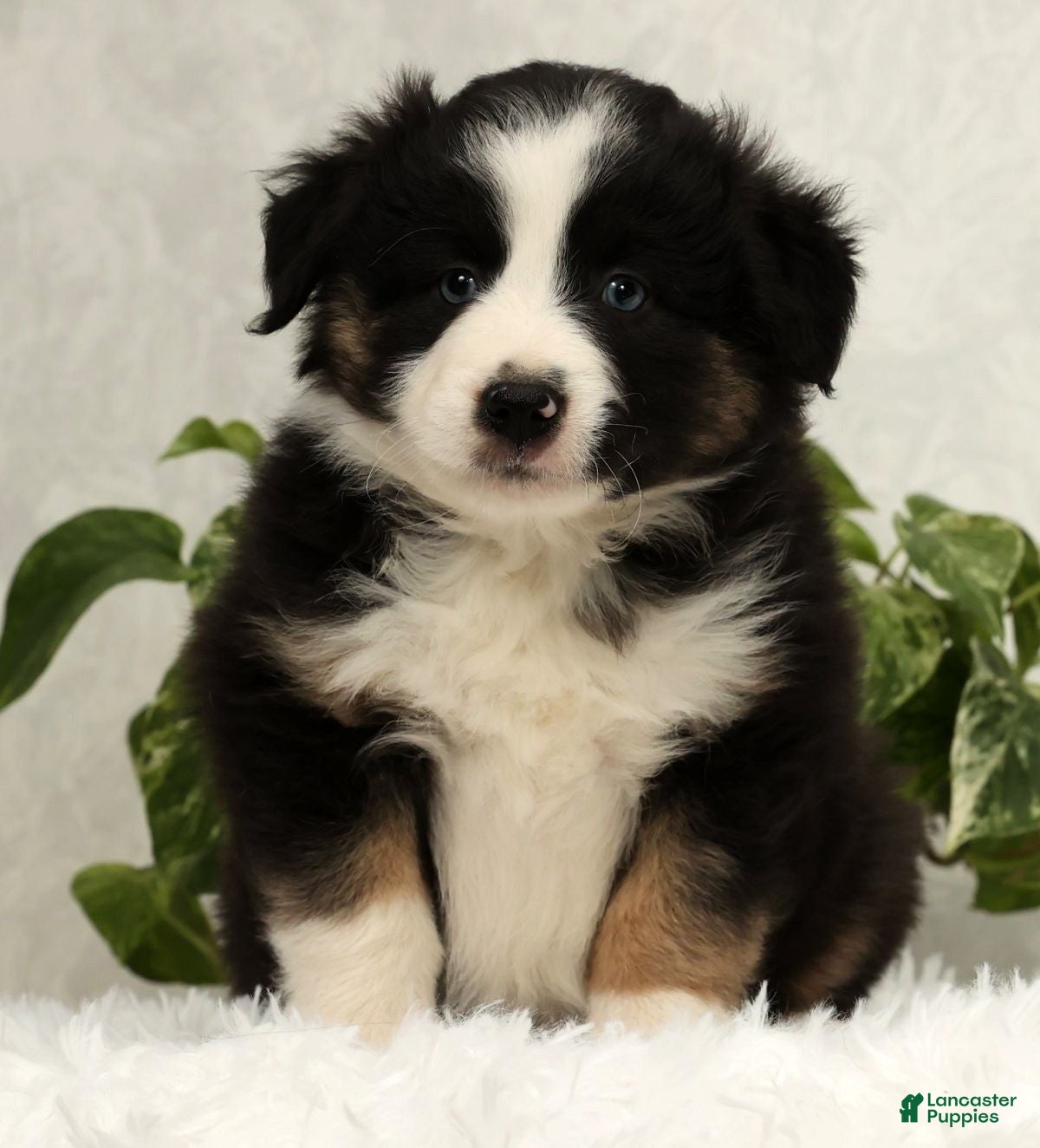 Miniature Australian Shepherd dogs Sammy - Ad 6