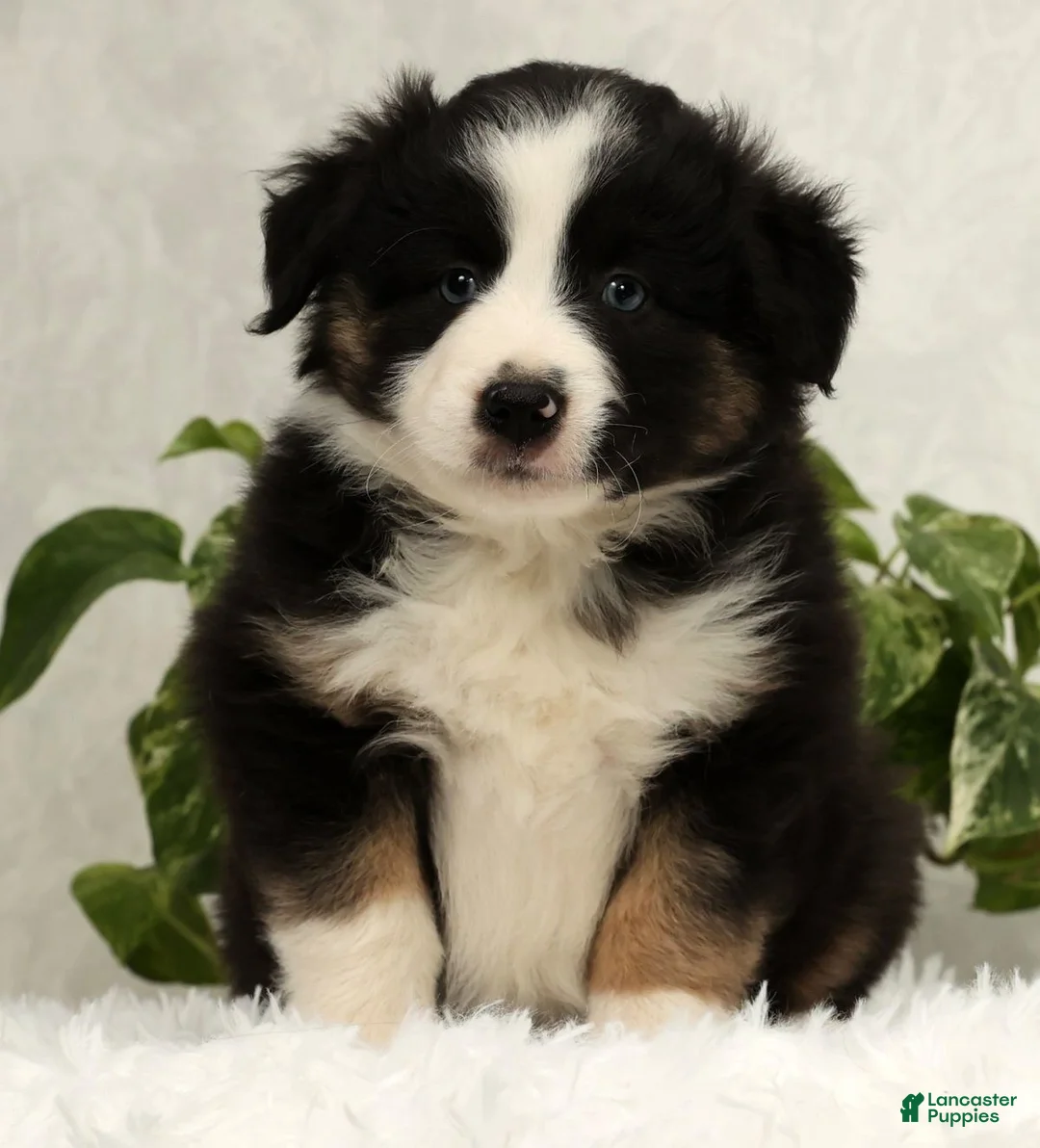 Miniature Australian Shepherd dogs for sale: Sammy - Ad 1