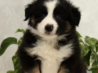 Miniature Australian Shepherd dogs Sammy - Ad 6