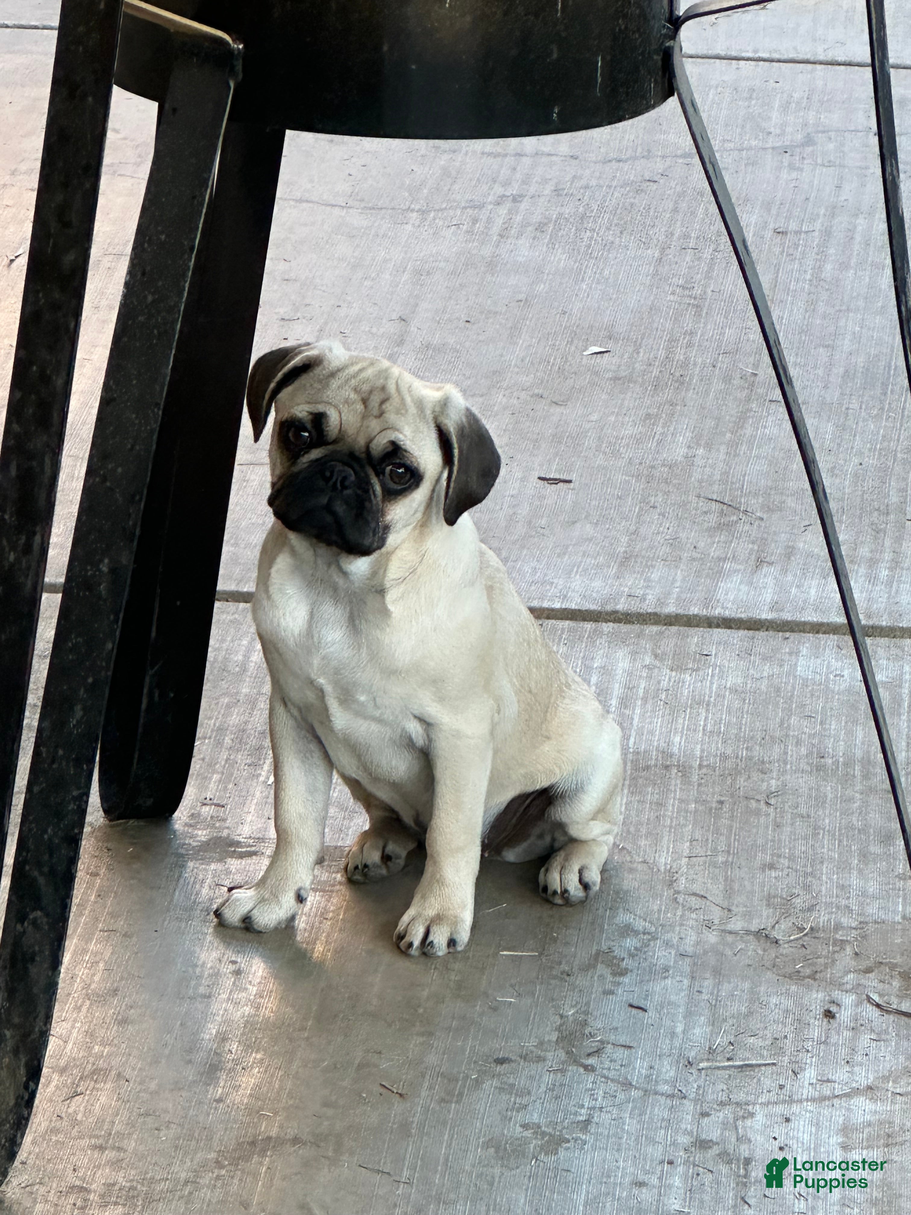 Pug dogs Pug Puppy 1 - Ad 6