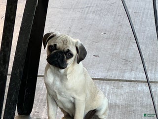 Pug dogs Pug Puppy 1 - Ad 6