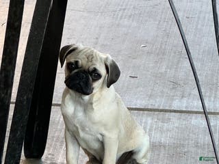 Pug dogs Pug Puppy 1 - Ad 7