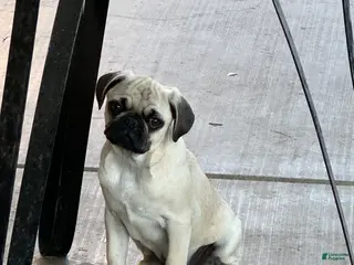 Pug dogs Pug Puppy 1 - Ad 3