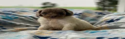 Standard Poodle dogs for sale: Maple - Ad 3