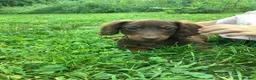 Dachshund dogs for sale: Marley - Ad 2