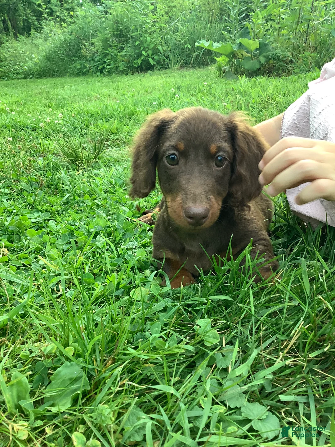 Dachshund dogs for sale: Marley - Ad 2