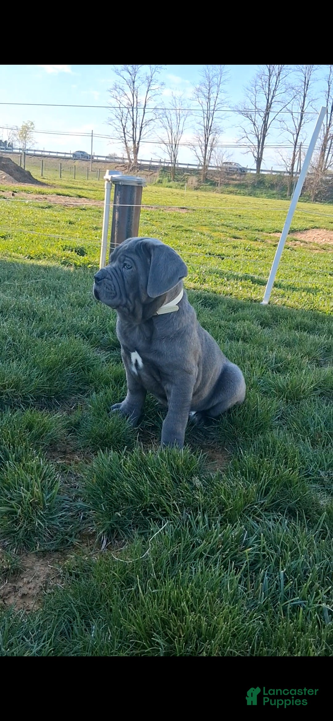 Cane Corso dogs Brianna - Ad 1