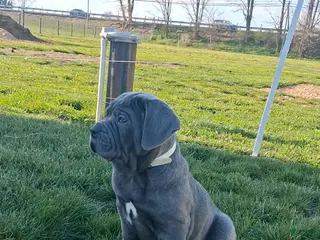 Cane Corso dogs for sale: Brianna - Ad 1