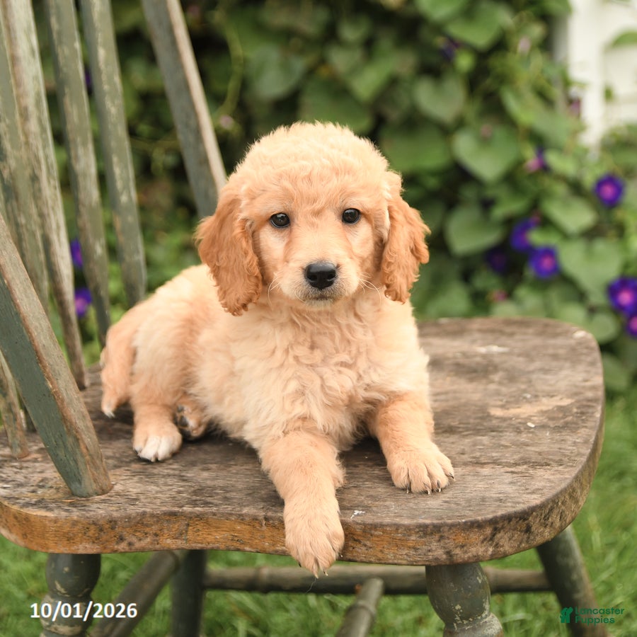 Mini Goldendoodle dogs Delilah - Ad 2