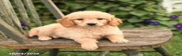 Mini Goldendoodle dogs for sale: Delilah - Ad 2