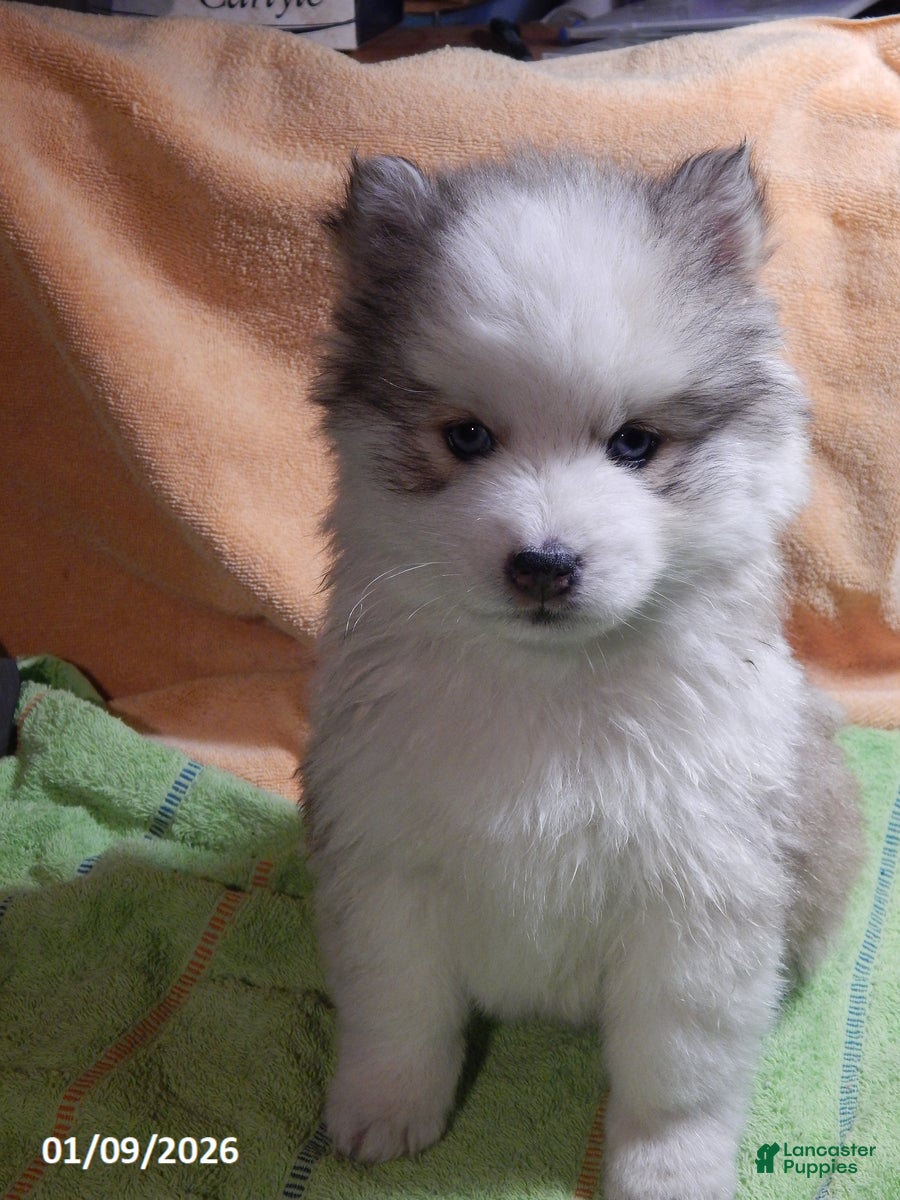 Pomsky dogs Cameron - Ad 12