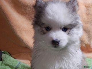 Pomsky dogs Cameron - Ad 11