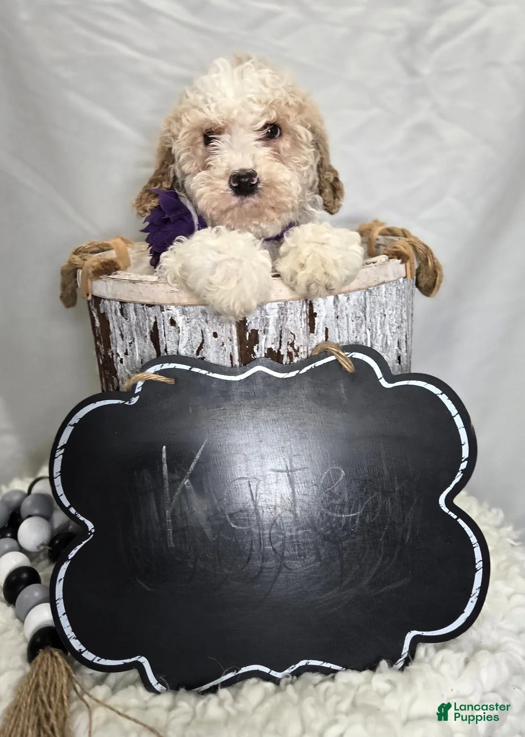 Bernedoodle dogs for sale: Kate - Ad 3