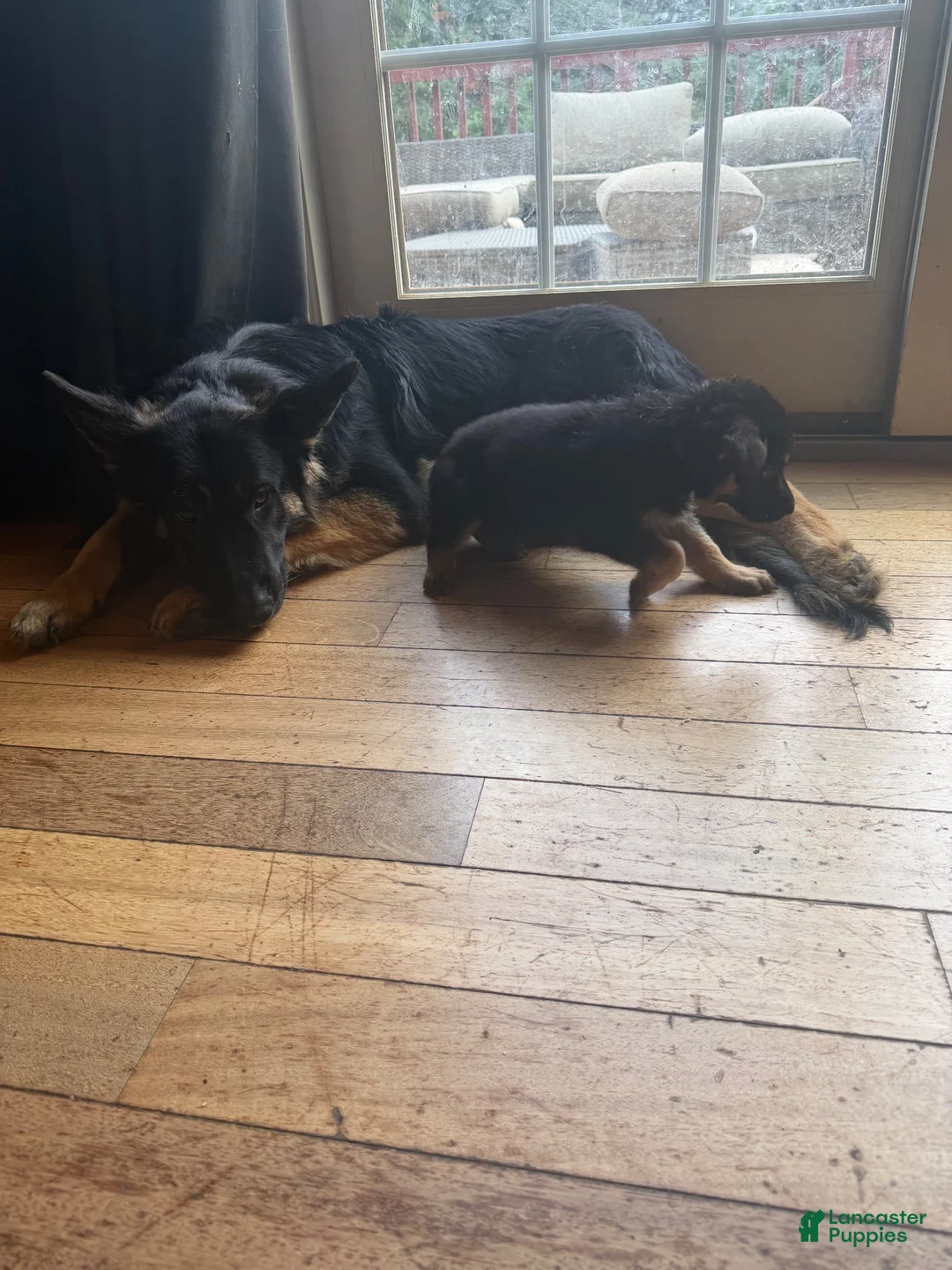 German Shepherd dogs for stud: Keystone Shepherds Long Hair Stud - Ad 2